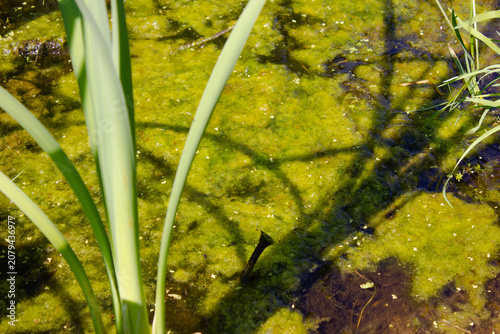 Authentic marshland. Overgrown pond. Wetlands. Green swamp. Lake in the thicket, wallpaper, background.