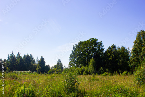 A plot of land in a wooded area. The area is in an ecologically protected area suitable for development, construction of a building or house. An ecological natural park, thicket.