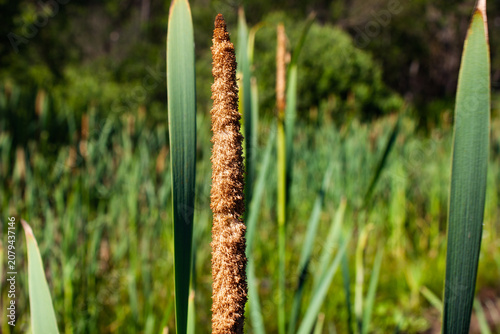 Reeds in a swamp. Green thickets in a marsh. Natural thickets, biological natural plants. Reeds.