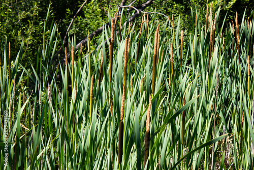 Reeds in a swamp. Green thickets in a marsh. Natural thickets, biological natural plants. Reeds.