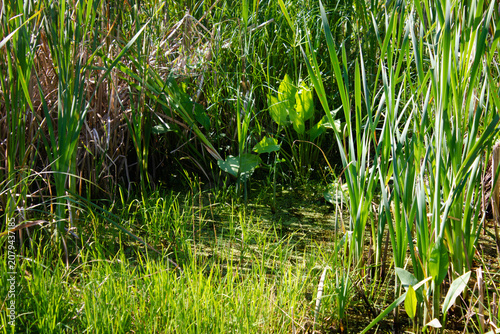 Authentic marshland. Overgrown pond. Wetlands. Green swamp. Lake in the thicket, wallpaper, background.