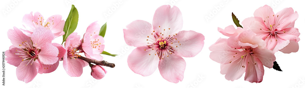 Fototapeta premium PNG Delicate pink cherry blossoms on transparent background