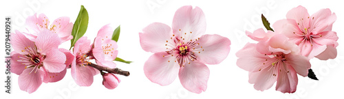PNG Delicate pink cherry blossoms on transparent background