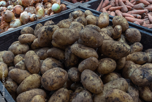 Abundance of raw potato tubers covered with soil and dirt, natural texture of freshly harvested agriculture produce, concept of organic nutrition and sustainable farming