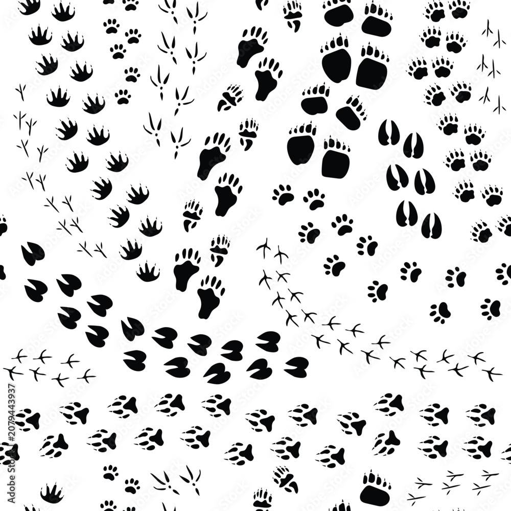 Obraz premium Mammal bird trace track step graphic element vector