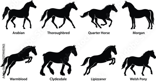 Fényképezés Horse breeds black silhouette collection featuring various equine poses and type