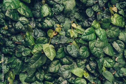 living wall made of Lolot pepper