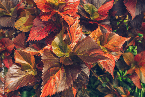 top view of Acalypha Copper Plant