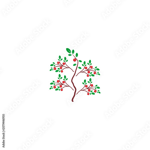 Illustrated Branch with Red Berries and Green Leaves Isolated