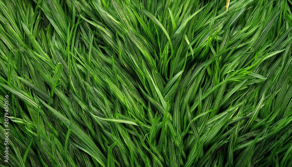 Fototapeta premium Close Up Of Lush Green Grass Texture For Background Or Design Use