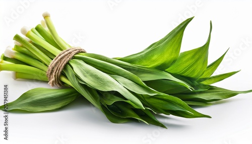 Ramsons Wild Garlic Isolated On A White Back