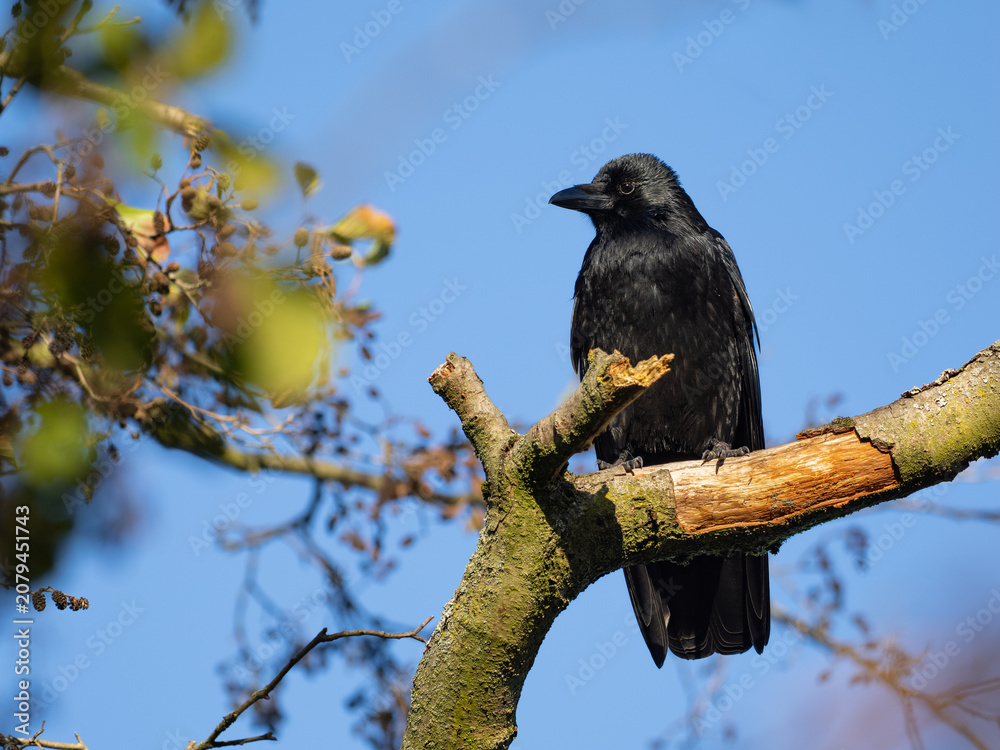 Fototapeta premium Eine Rabenkrähe sitzt auf einem Ast im Baum