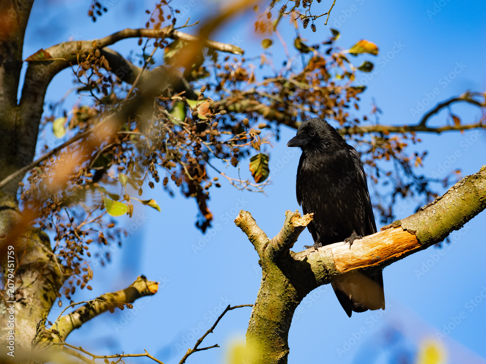 Fototapeta premium Eine Rabenkrähe sitzt auf einem Ast im Baum