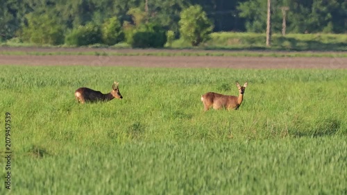 Roe Deer Returning to Grazing in Quiet Meadow