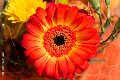 Gerbera, African daisy orange flower closeup selective focus