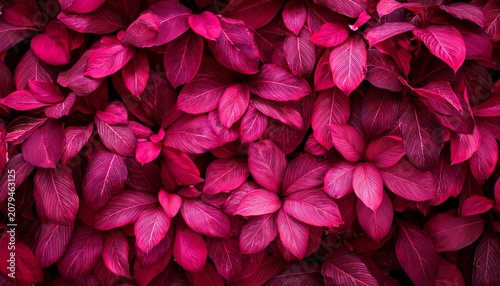 Viva Magenta Color Of Leaves Pattern Background Natural Background And Wallpaper Selective Focus