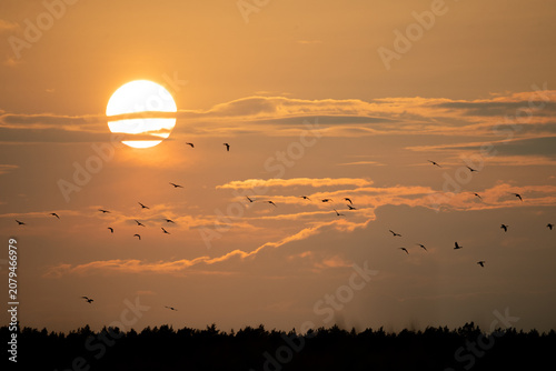 Graugänse vor untergehender Sonne