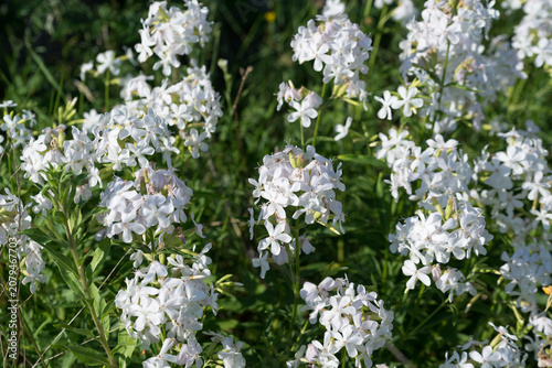 common soapwort, 
Saponaria officinalis white flowers closeup