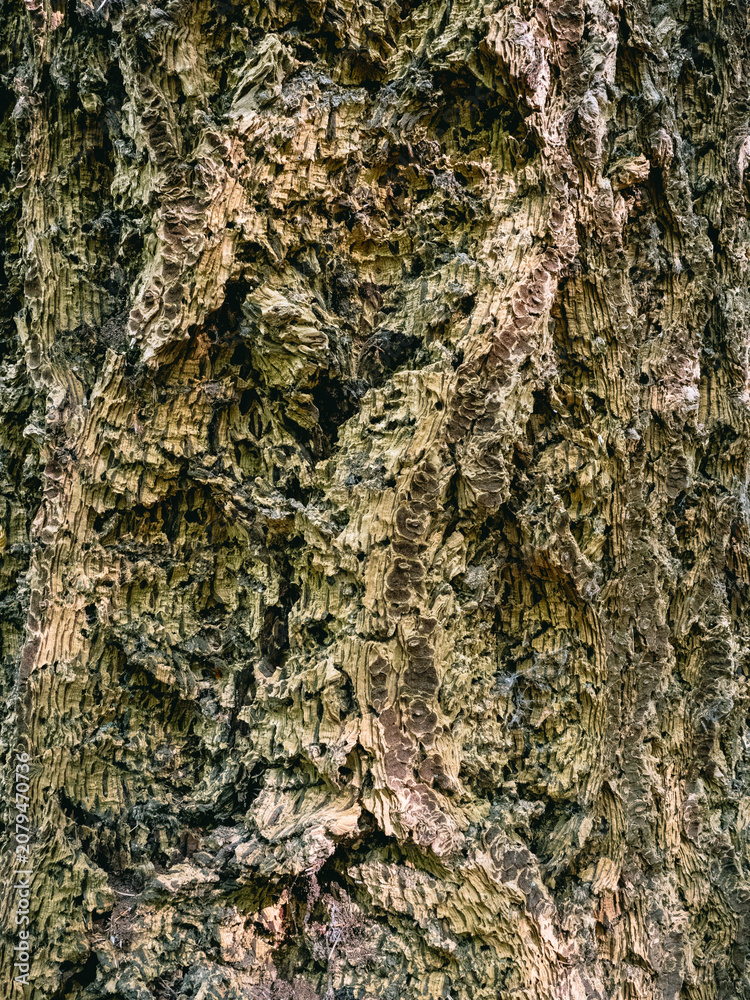 Fototapeta premium Douglasien Borke
