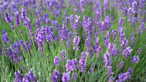 Lavender garden: a blooming patch with an insect, blurred background with a garden path. Relaxing scene of a sustainable life, culinary herbs, and natural ingredients for cosmetic