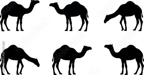 Obraz na plátně Arabian camel silhouette graphic set showing different side profile poses isolat