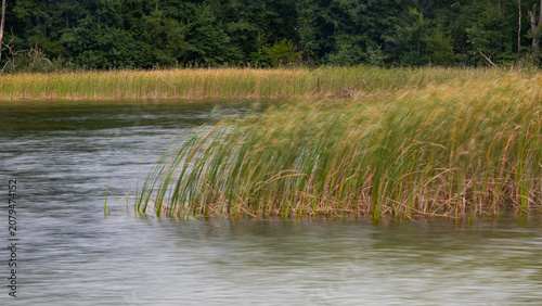 Schilf und Wasser in Bewegung