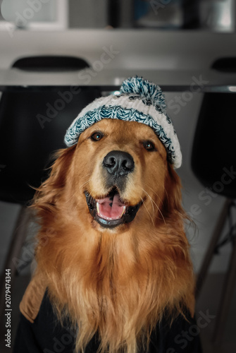 Portrait of a happy Golden Retriever wearing a knitted winter hat, sitting inside a car with a warm and playful expression.