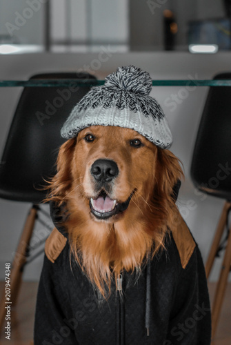 Portrait of a happy Golden Retriever wearing a knitted winter hat, sitting inside a car with a warm and playful expression.
