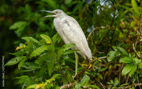 juveniler Blaureiher (Egretta caerulea)