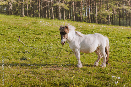 Photography White pony with brown mane and tail standing in a green meadow, tethered by a rope to the ground