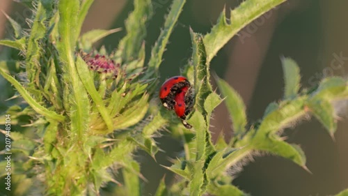 Two Ladybugs Mating on Green Thistle Plant in Golden Evening Light