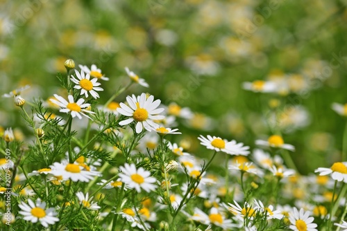 Blumenwiese im Sommer mit Kamillen, Lainzer Tiergarten