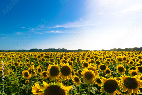 Beautiful field of blooming sunflowers under a bright blue sky in summer.