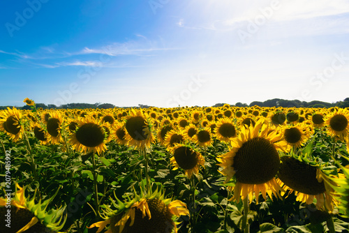 Close-up of vibrant yellow sunflowers blooming in a field under a bright summer sky.