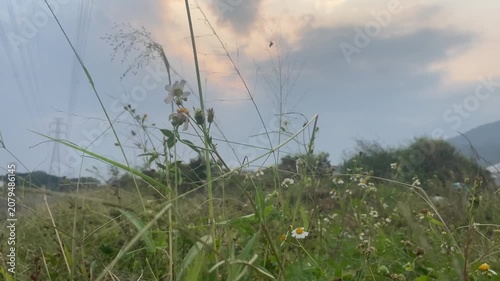 White Wildflowers and Grass Blowing in Wind Against Sunset Sky