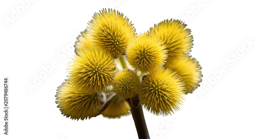 Vibrant yellow button flowers up close macro photography with