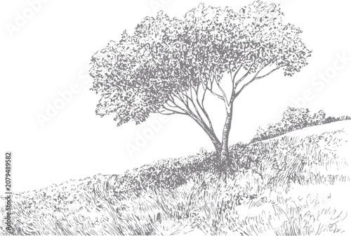 Foto Of a lone tree on a grassy hill under a white sky