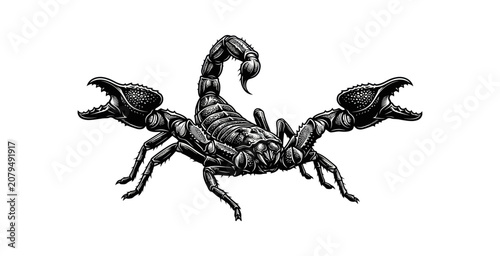 Foto Detailed Scorpion Woodcut Vector Illustration