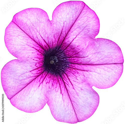 Fotografie Pink Veined Petunia Flower