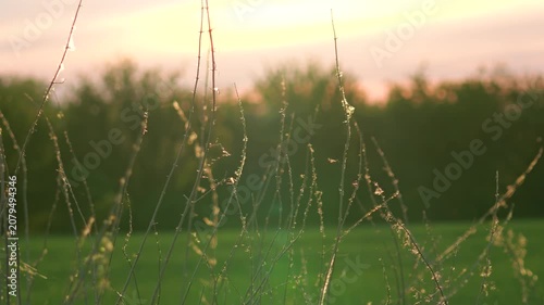 Flying Insects Passing Through Sunlit Meadow at Golden Sunset