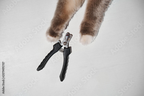 Fotografie Beautiful close-up of a domestic ragdoll cat's paws positioned closely to specia