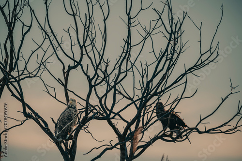 Canvas Print Silhouettes of two large birds perched on bare tree branches against a soft twilight sky