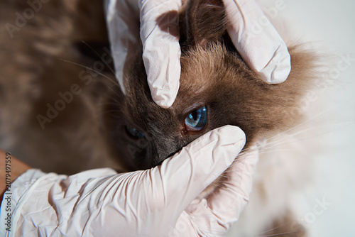 Foto Veterinary medicine ophthalmology concept as a vet expert conducts a detailed oc