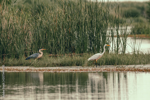 White egret and grey heron wading together in calm shallow water surrounded by marsh vegetation.