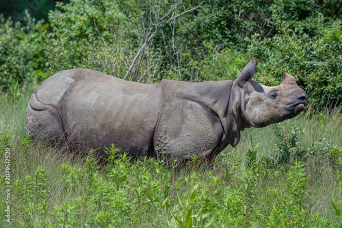 Greater One Horned Indian Rhinoceros grazing 