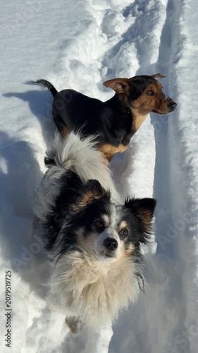Two funny dogs in the snow at winter day, vertical video.