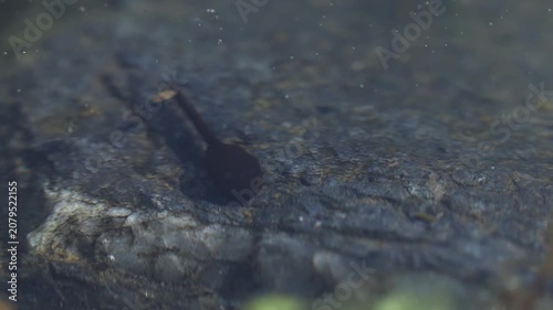Frog tadpoles swimming and searching for food in freshwater pond