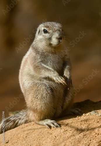 Cape ground squirrel (Xerus inauris)