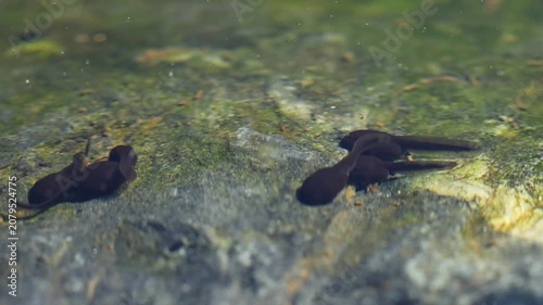 Frog tadpoles swimming and searching for food in freshwater pond