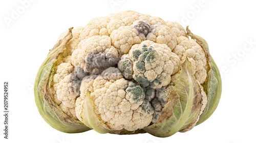 Fotografie Moldy cauliflower head with dark fungal spots, rotten vegetable showing decay an
